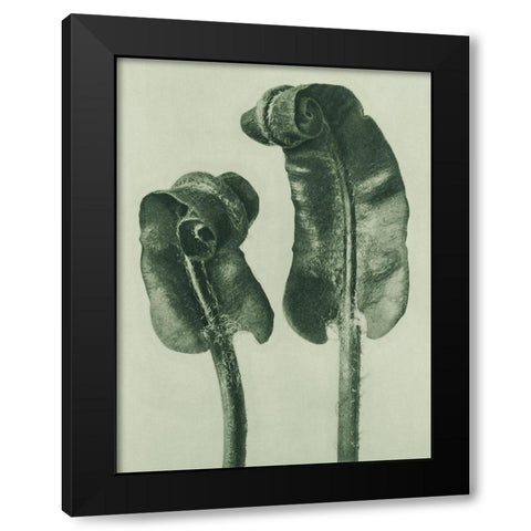 Scolopendrium Vulgare (Hartsâ€“Tongue Fern) Black Modern Wood Framed Art Print with Double Matting by Blossfeldt, Karl
