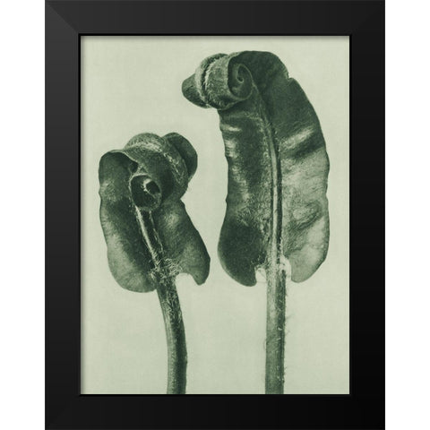Scolopendrium Vulgare (Hartsâ€“Tongue Fern) Black Modern Wood Framed Art Print by Blossfeldt, Karl