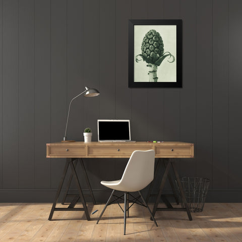 Petasites Officinalis (Butterbur) Black Modern Wood Framed Art Print by Blossfeldt, Karl