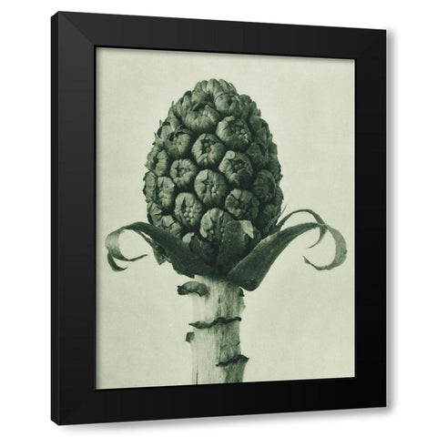 Petasites Officinalis (Butterbur) Black Modern Wood Framed Art Print by Blossfeldt, Karl