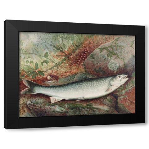 Lake Trout Black Modern Wood Framed Art Print with Double Matting by Kilbourne, Samuel