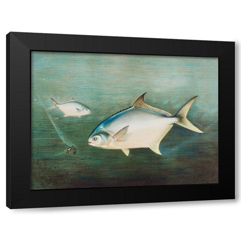 Pompano Black Modern Wood Framed Art Print by Kilbourne, Samuel