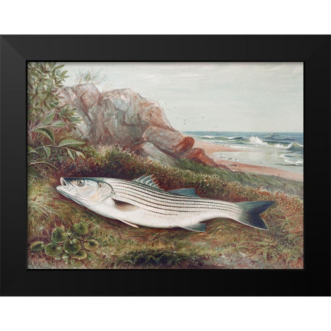 Striped bonito Black Modern Wood Framed Art Print by Kilbourne, Samuel