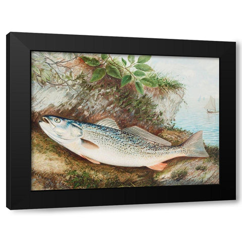 The Weakfish Black Modern Wood Framed Art Print with Double Matting by Kilbourne, Samuel
