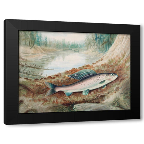 Arctic Grayling Black Modern Wood Framed Art Print with Double Matting by Kilbourne, Samuel