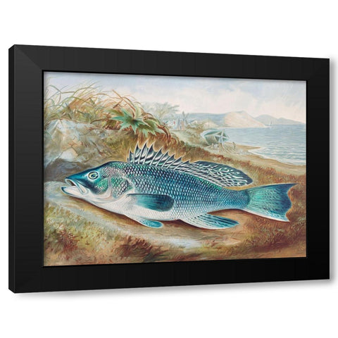 The Sea Bass Black Modern Wood Framed Art Print with Double Matting by Kilbourne, Samuel