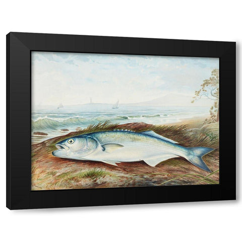 Sprat Black Modern Wood Framed Art Print by Kilbourne, Samuel