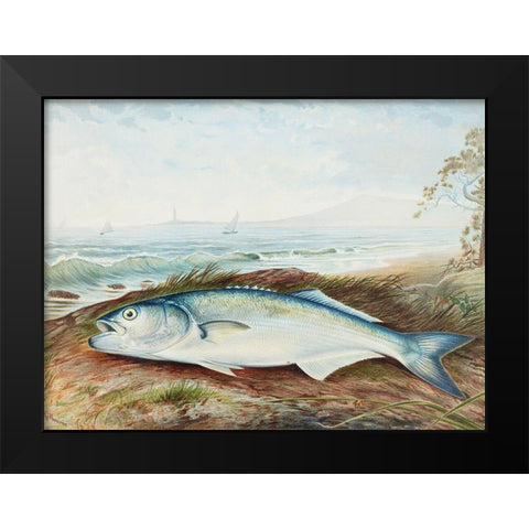 Sprat Black Modern Wood Framed Art Print by Kilbourne, Samuel