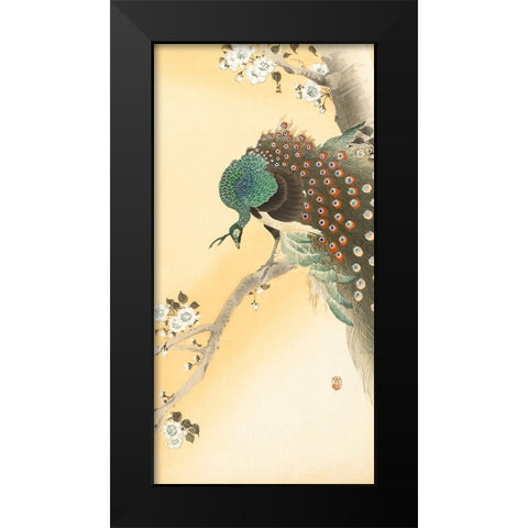 Peacock on a cherry blossom tree Black Modern Wood Framed Art Print by Koson, Ohara