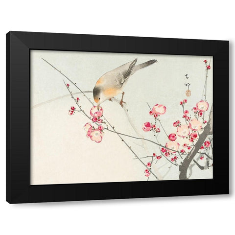Songbird on blossom branch Black Modern Wood Framed Art Print by Koson, Ohara
