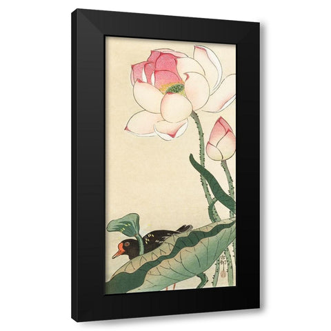 Gallinule with Lotus Flowers Black Modern Wood Framed Art Print with Double Matting by Koson, Ohara
