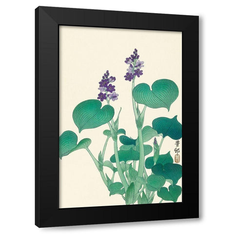 Blooming hosta Black Modern Wood Framed Art Print by Koson, Ohara