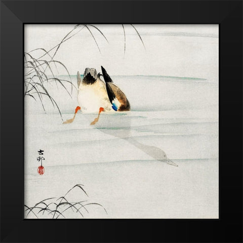 Mallard, the head under water Black Modern Wood Framed Art Print by Koson, Ohara