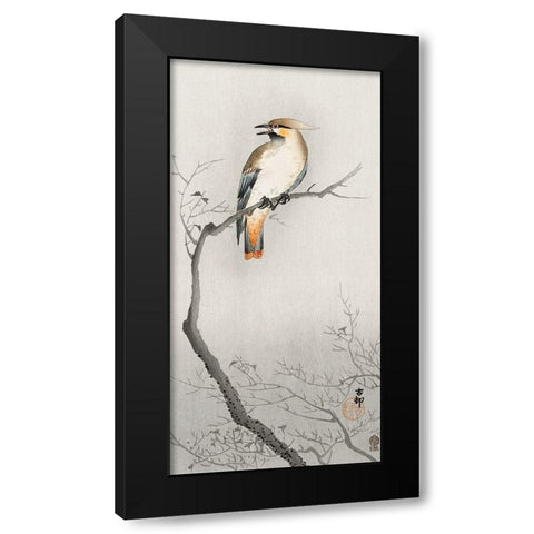 Japanese plague bird on branch Black Modern Wood Framed Art Print with Double Matting by Koson, Ohara