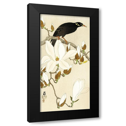 Myna on Magnolia Branch Black Modern Wood Framed Art Print with Double Matting by Koson, Ohara