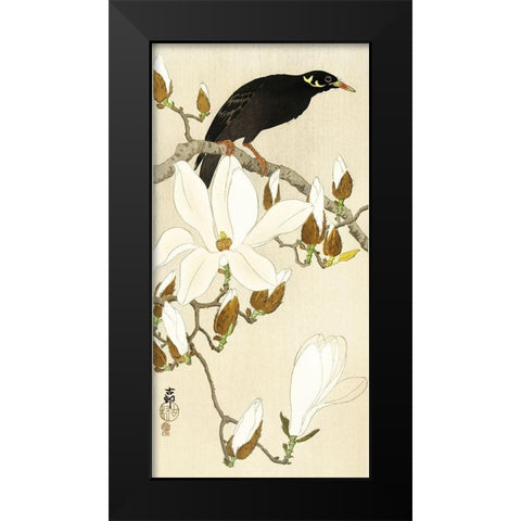 Myna on Magnolia Branch Black Modern Wood Framed Art Print by Koson, Ohara