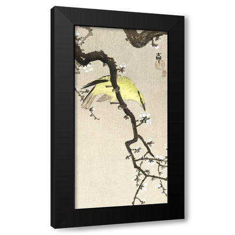 Chinese oriole on plum blossom branch Black Modern Wood Framed Art Print by Koson, Ohara