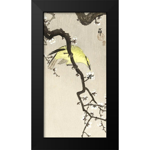 Chinese oriole on plum blossom branch Black Modern Wood Framed Art Print by Koson, Ohara