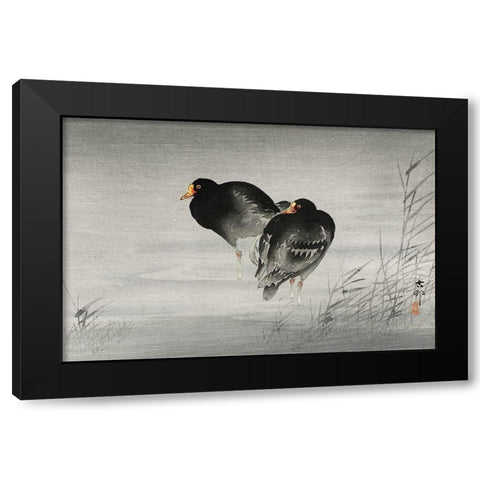 Two moorhens Black Modern Wood Framed Art Print with Double Matting by Koson, Ohara