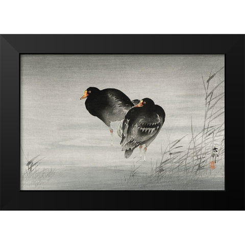 Two moorhens Black Modern Wood Framed Art Print by Koson, Ohara
