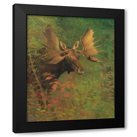 Study of a moose Black Modern Wood Framed Art Print by Bierstadt, Albert