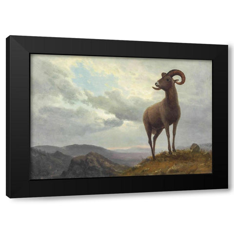 Long Horned Sheep Black Modern Wood Framed Art Print by Bierstadt, Albert