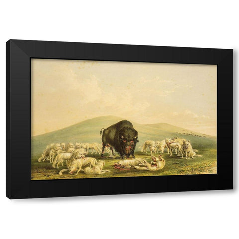 Buffalo Hunt, White Wolves Attacking Buffalo Bull Black Modern Wood Framed Art Print by Catlin, George