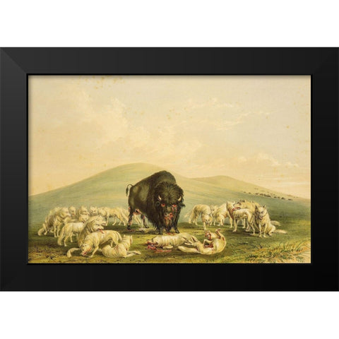 Buffalo Hunt, White Wolves Attacking Buffalo Bull Black Modern Wood Framed Art Print by Catlin, George