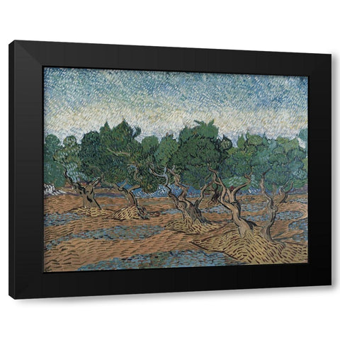 Olive grove Black Modern Wood Framed Art Print with Double Matting by van Gogh, Vincent