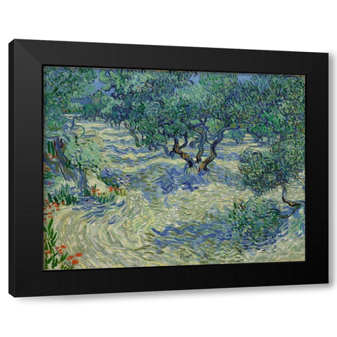 Olive Orchard Black Modern Wood Framed Art Print by van Gogh, Vincent