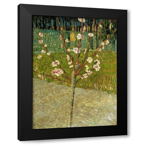 Almond tree in blossom Black Modern Wood Framed Art Print by van Gogh, Vincent