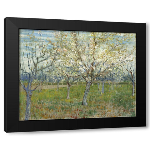 Orchard with Blooming Apricot Trees Black Modern Wood Framed Art Print by van Gogh, Vincent