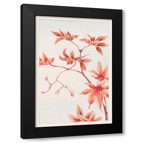 Branch of Momiji maple tree with leaves and seeds Black Modern Wood Framed Art Print with Double Matting by Morikaga, Megata
