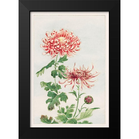 Kiku or chrysanthemum Black Modern Wood Framed Art Print by Morikaga, Megata