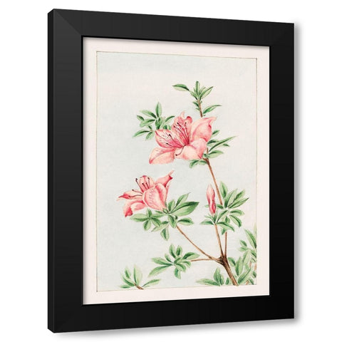 Tsutsuji rhododendron Judicum or azalea Black Modern Wood Framed Art Print with Double Matting by Morikaga, Megata