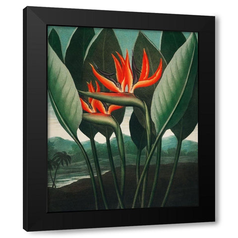 The Queen Plant from The Temple of Flora Black Modern Wood Framed Art Print with Double Matting by Thornton, Robert John