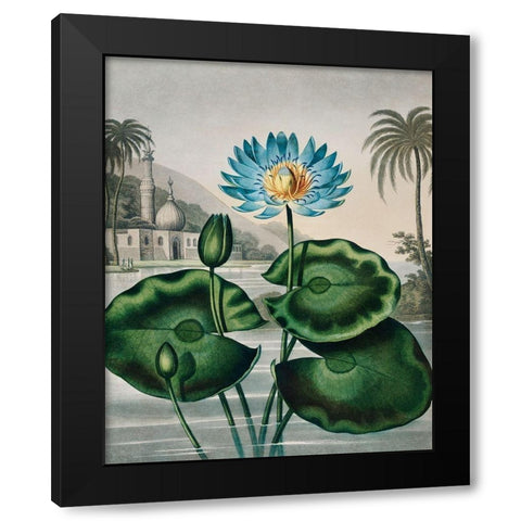 The Blue Egyptian Water Lily from The Temple of Flora Black Modern Wood Framed Art Print by Thornton, Robert John