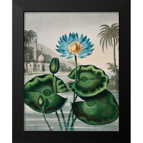 The Blue Egyptian Water Lily from The Temple of Flora Black Modern Wood Framed Art Print by Thornton, Robert John