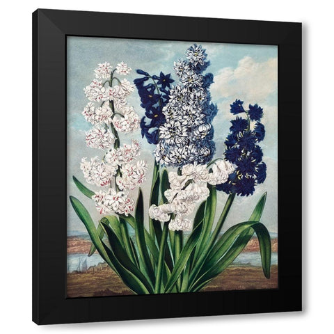 Hyacinths from The Temple of Flora Black Modern Wood Framed Art Print by Thornton, Robert John