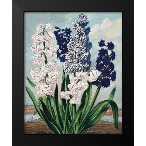 Hyacinths from The Temple of Flora Black Modern Wood Framed Art Print by Thornton, Robert John