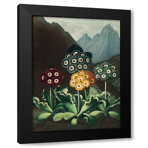 A Group of Auriculas from The Temple of Flora Black Modern Wood Framed Art Print by Thornton, Robert John