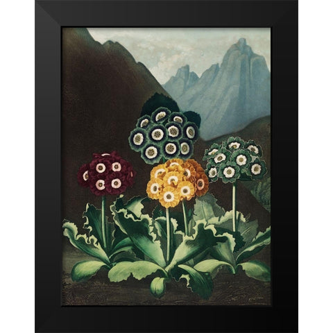 A Group of Auriculas from The Temple of Flora Black Modern Wood Framed Art Print by Thornton, Robert John