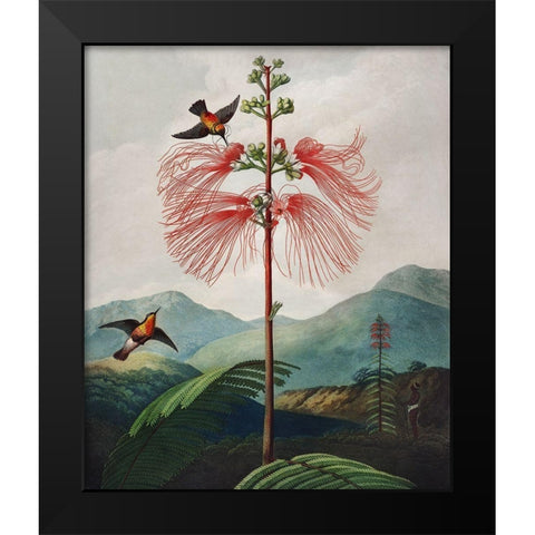 Large Flowering Sensitive Plant from The Temple of Flora Black Modern Wood Framed Art Print by Thornton, Robert John