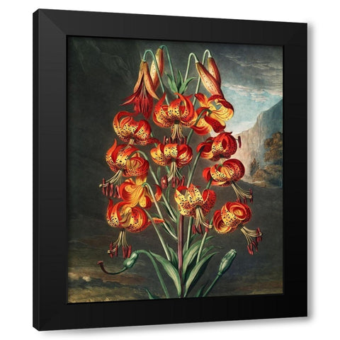 The Superb Lily from The Temple of Flora Black Modern Wood Framed Art Print with Double Matting by Thornton, Robert John