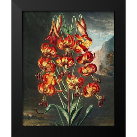 The Superb Lily from The Temple of Flora Black Modern Wood Framed Art Print by Thornton, Robert John