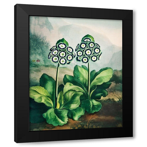 A Group of Auriculas from The Temple of Flora Black Modern Wood Framed Art Print by Thornton, Robert John