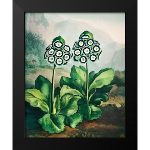 A Group of Auriculas from The Temple of Flora Black Modern Wood Framed Art Print by Thornton, Robert John
