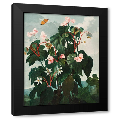 The Oblique Leaved Begonia from The Temple of Flora Black Modern Wood Framed Art Print by Thornton, Robert John