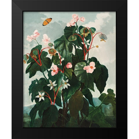 The Oblique Leaved Begonia from The Temple of Flora Black Modern Wood Framed Art Print by Thornton, Robert John