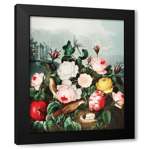 Roses from The Temple of Flora Black Modern Wood Framed Art Print with Double Matting by Thornton, Robert John